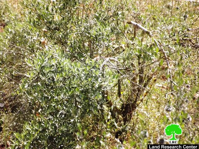 Colonists of Shaked destroy 14 olive trees