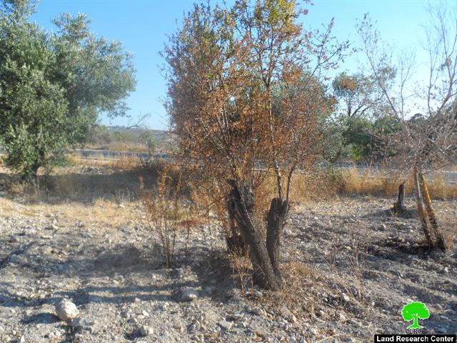 إحراق أشجار من اللوز في قرية الناقورة في محافظة نابلس