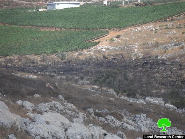 Destroying Scores of Trees in Iraq Burin