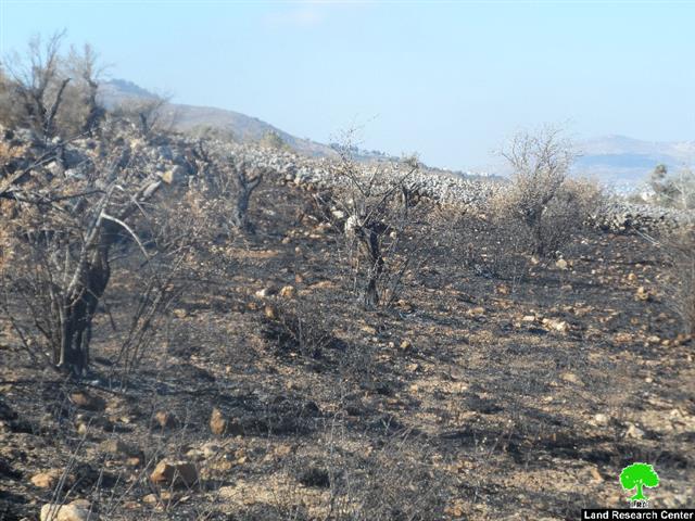 Burning Down Tens of Olive Trees in Ainabos