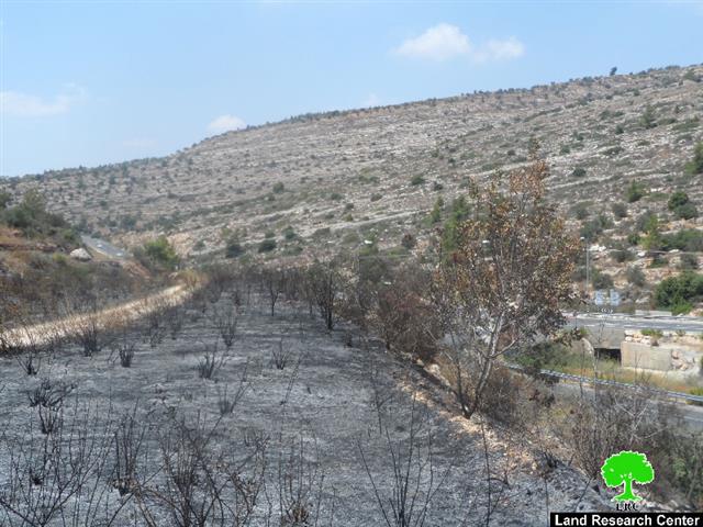 Setting Fire to Scores of Olive Trees in Deir Ibzi