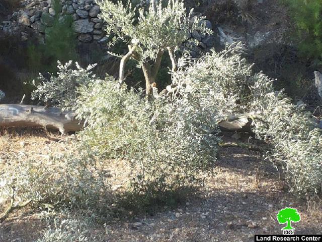 المستعمرون يقطعون 50 شجرة مثمرة في قرية الجبعة في محافظة بيت لحم