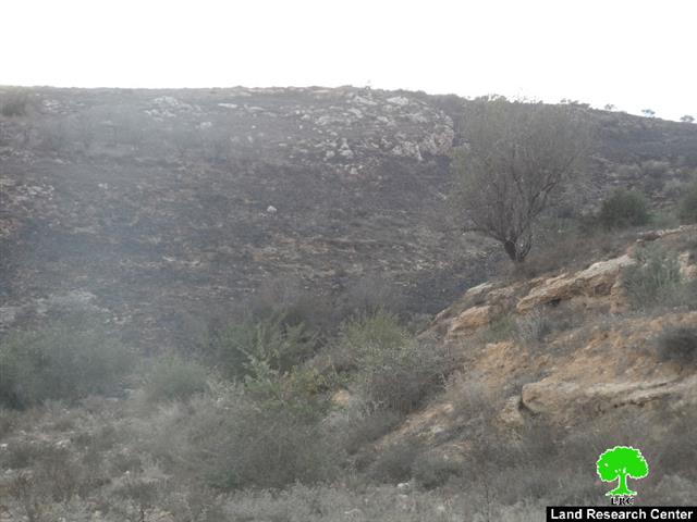 مستعمرو مستعمرة “يتسهار” يحرقون 130 شجرة زيتون في بلدة حوارة