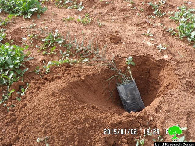 منع أهالي البقيعة من زراعة الغراس في حديقة الشهيد زياد ابو عين شرق سهل البقيعة