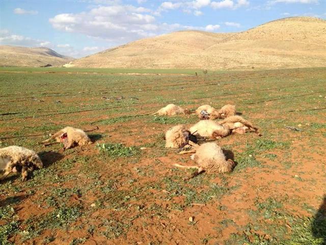 A Jewish colonist poisons 15 heads of Sheep in Nablus