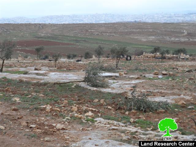 Colonists sabotage olive saplings in Yatta