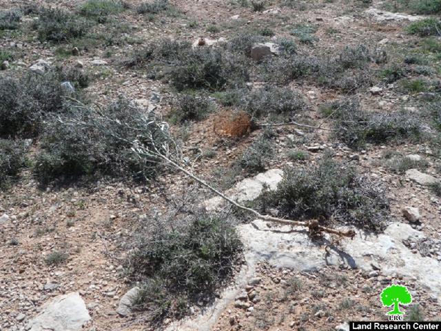 Colonist uproot 70 olive saplings in Hebron