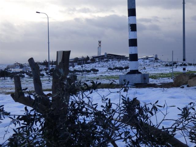 Colonist cut down 36 aging olive trees in Yatta town