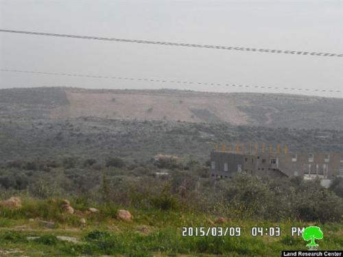 إعدام 56 غرسه زيتون بدم بارد في منطقة ظهر صبح جنوب بلدة بديا / محافظة سلفيت