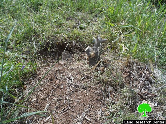 Israeli forces cut down and confiscate 160 trees in Hebron