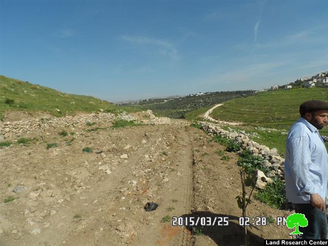 Halmish colonists sabotage 20 olive saplings in Deir Nitham