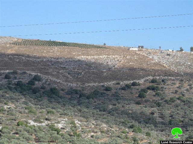 Tapuah colonists damage 38 fruitful olive trees in the Nablus town of Jamma’in