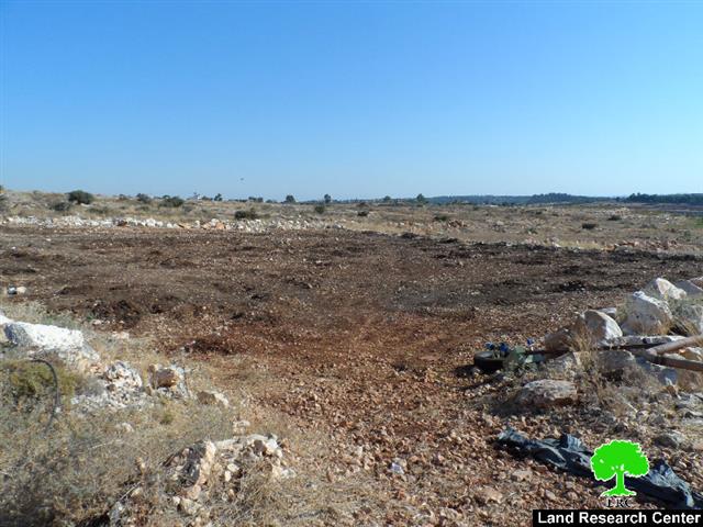 The Israeli occupation army uproots 280 seedlings in Qalqiliya governorate