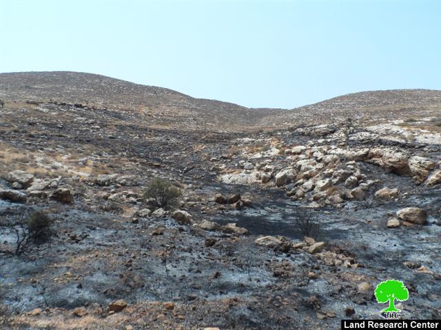 Israeli colonists torch vast area of lands in Ramallah governorate