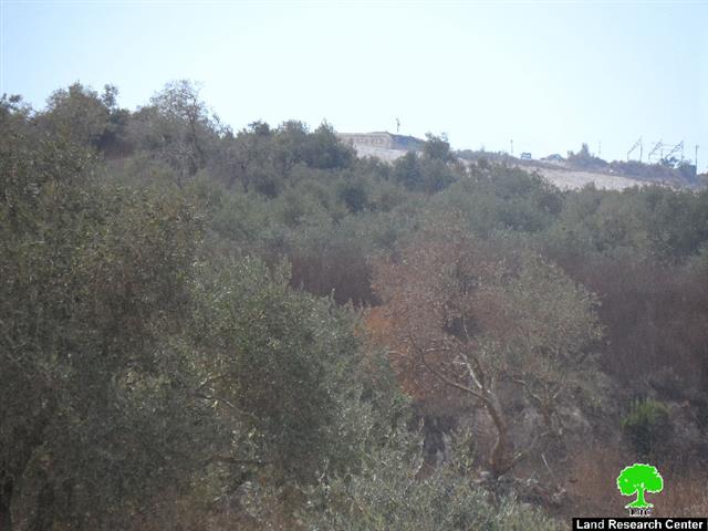 Yizhar colonist torch nine olive trees in the Nablus village of Burin