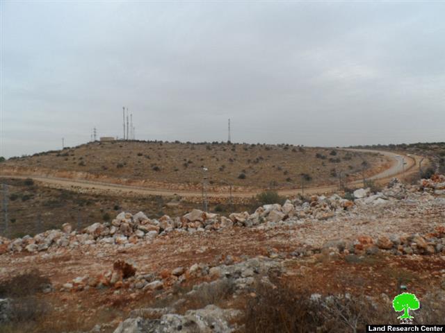 مستعمرو مستعمرة ” الكانا” يقطعون 60 شجرة زيتون مثمرة في بلدة الزاوية