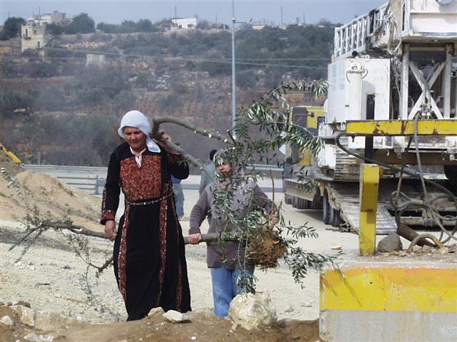 “Fraught with Blood & Violence”
The Olive Harvest Season in Palestine 2015