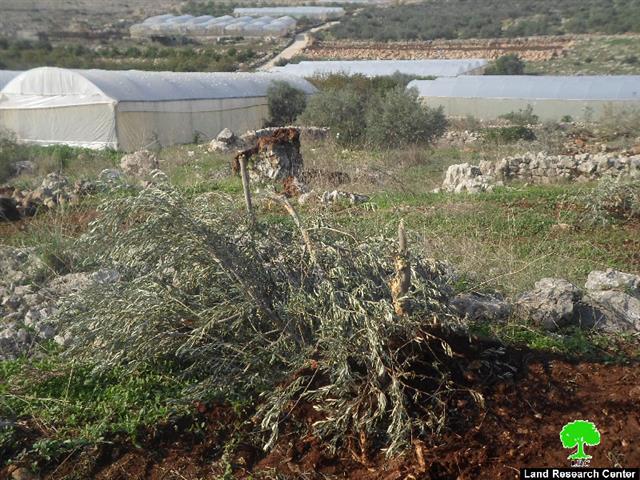 الاحتلال يدمر أراضي زراعية ويقتلع ويصادر أشجار مثمرة في عزبة شوفة / محافظة طولكرم