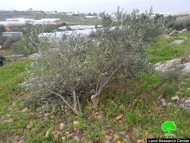 جيش الاحتلال يقلع 50 شجرة زيتون بأدوات حادة في عزبة شوفة بمحافظة طولكرم