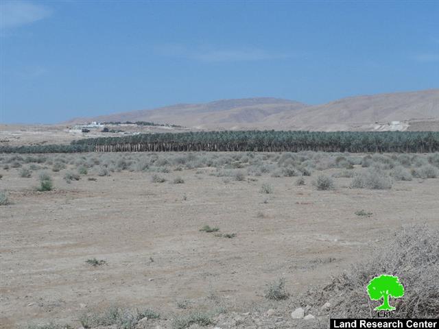 Israeli Occupation Forces prohibit farmers from cultivating 650 dunums in the Jericho village of Al-Auja