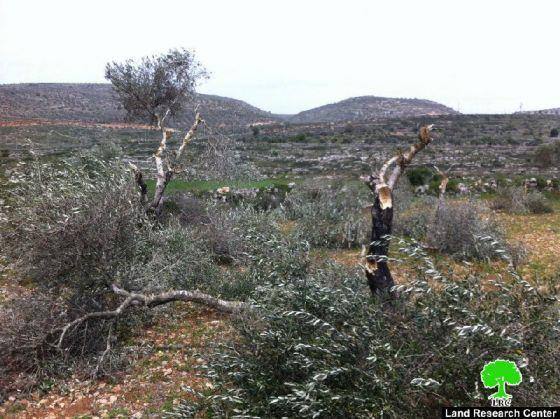 Cutting 112 trees in As Sawiya