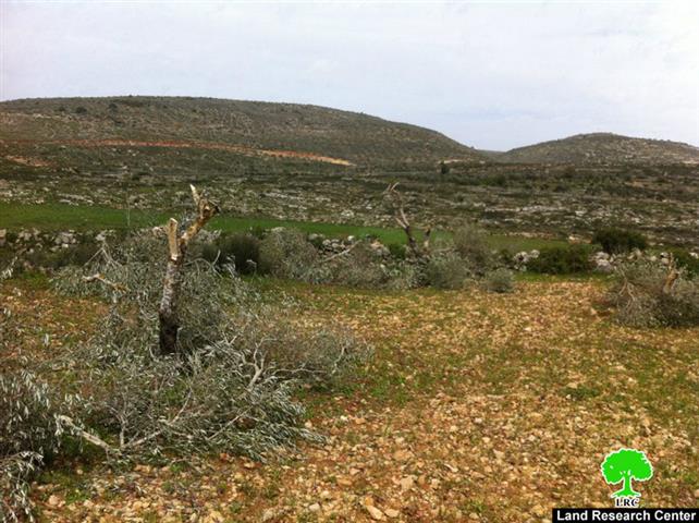 مستعمرو “ميغرون” يتلفون 31 شجرة زيتون في قرية برقة