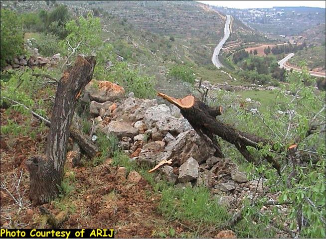 State Vandalism: Israel Disrupts Nature in Al-Walaja Village