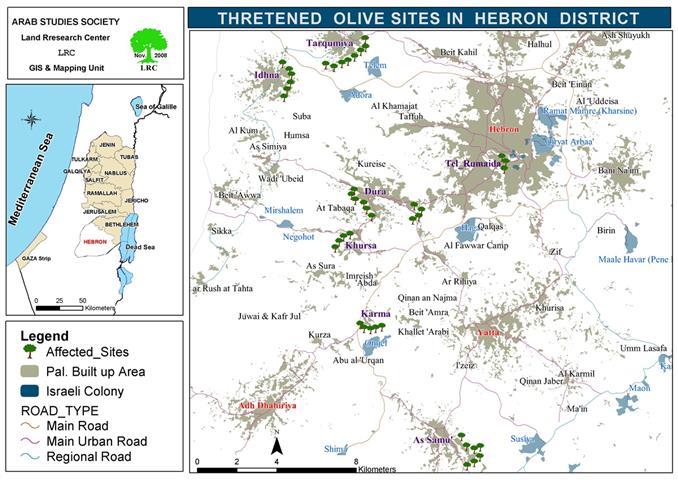 Olive harvest Season in Hebron Governorate: A Dangerous Endeavor