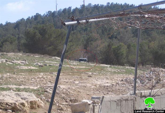 Ma’oun Colonists Unleash their Cattle in Palestinian Lands