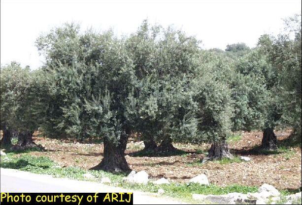 Israeli Aggression Against Palestinian Agriculture