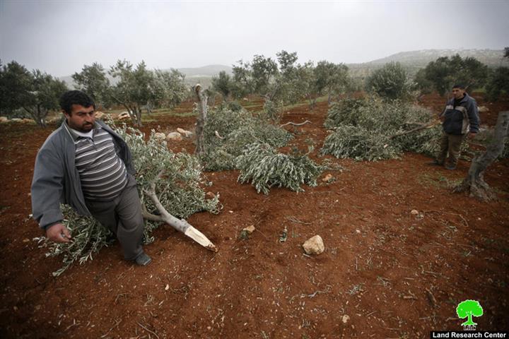 Destroying more than 270 Olive Trees in Duma and Qusra