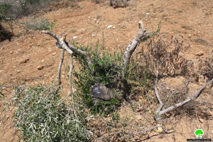 Chopping 51 Olive Trees in Sinjil – Ramallah Governorate