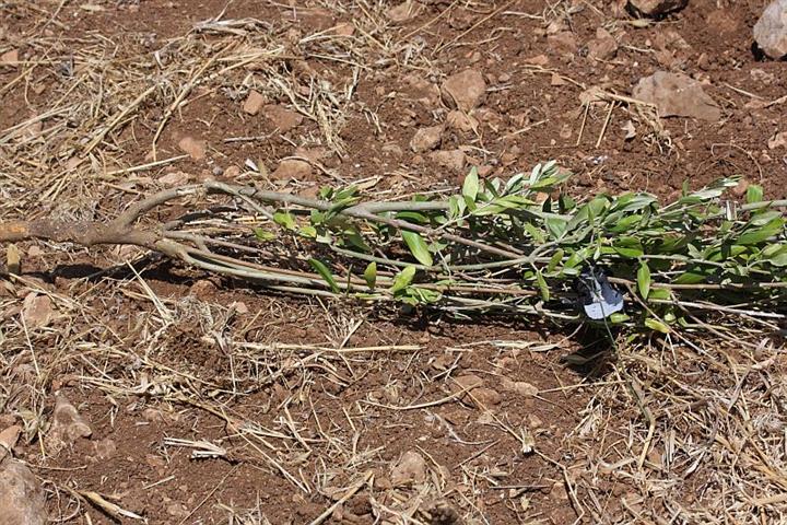 اعتداءات المستوطنين الاسرائيليين على الاراضي والممتلكات الفلسطينية خلال الربع الثالث من العام 2015