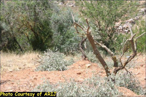 “Series of Attacks Continue”  Israeli Settlers cut Old Olive Trees in Nahhalin Village West of Bethlehem City