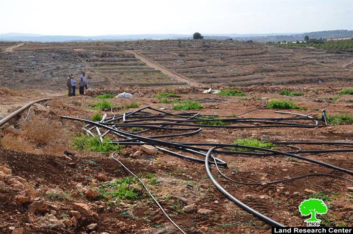 Ravaging eight agricultural dunums in Ras Atiya