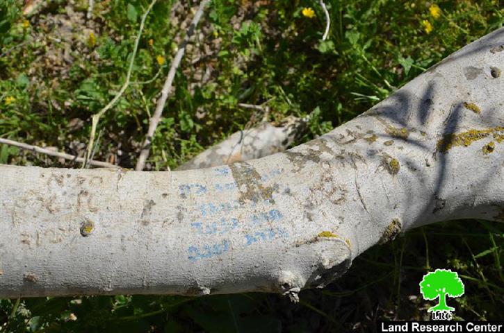 Sabotaging 35 Olive Trees in Farata village- Qalqiliya governorate