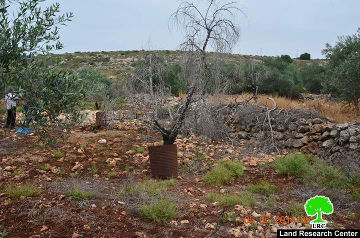 Revava colony pumps high pressure sewage water in Qarrawat Bani Hassan