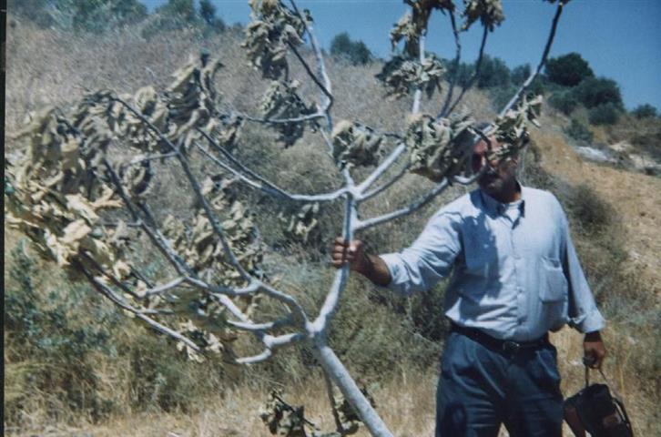 The Israeli attacks against sacred trees continue … !!!