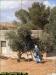 Olive Harvest in Palestine. Another Season, Another Anguish