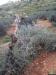 Israeli Colonists Uproot Olive Trees in  Burqa – Ramallah Governorate
