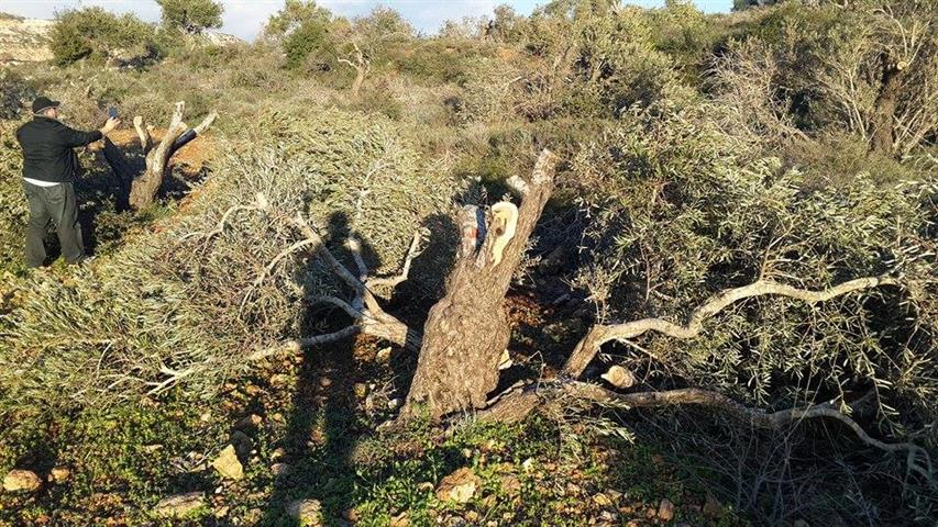 Uprooting 36 fruitful olive trees in Yasuf