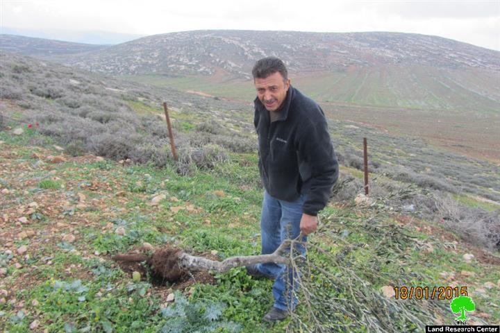 مستعمرو “عادي عاد” يعدمون 14 شجرة زيتون في قرية المغير / محافظة رام الله