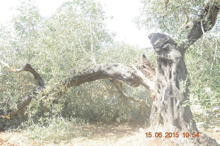 Demolition of agricultural room in the Salfit area of Dhaher Soboh