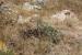 Israeli Authorities uprooted +200 Olive Seedlings in Husan Village West of Bethlehem Governorate
