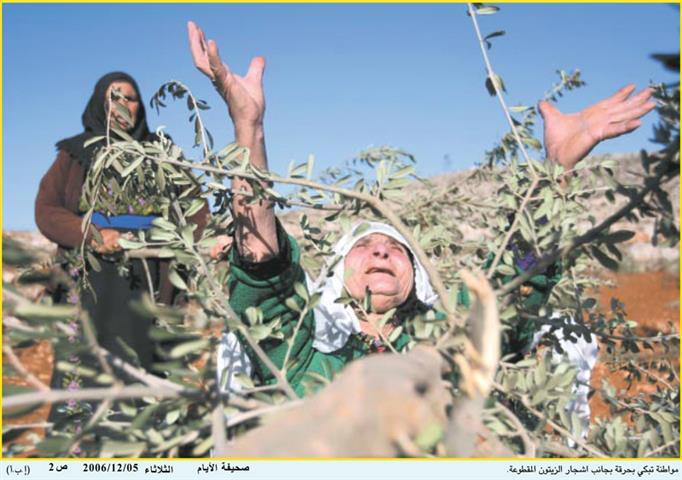 Hagai settlers cut olive trees in Ar Rihiya village