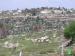 Colonists of Bat Ayin Uproot 30 Olive Trees  Beit Ummar Town – Hebron Governorate