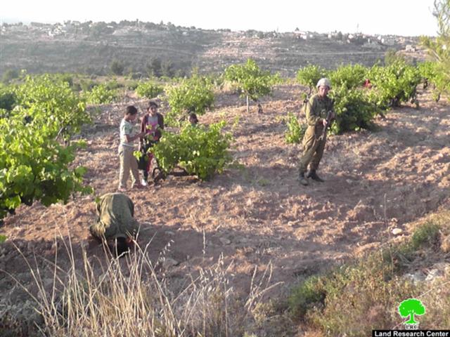 Preventing Palestinian Farmers from Reaching their Lands in Beit Ummar – Hebron Governorate