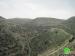 The Damaging of a Number of Olive Trees in the Village of Burin in Nablus Governorate
