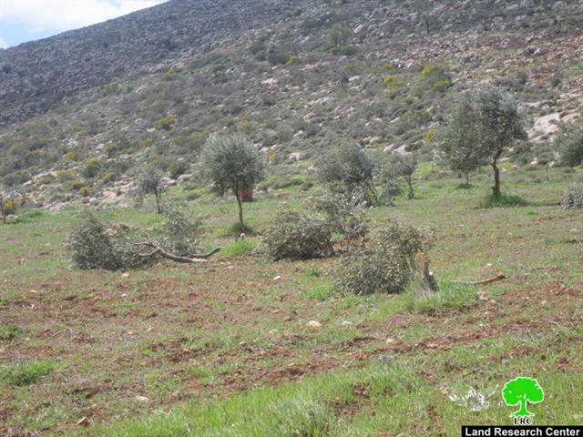 Gilad Zohar colonists ravage 25 olive trees in Far’atta village