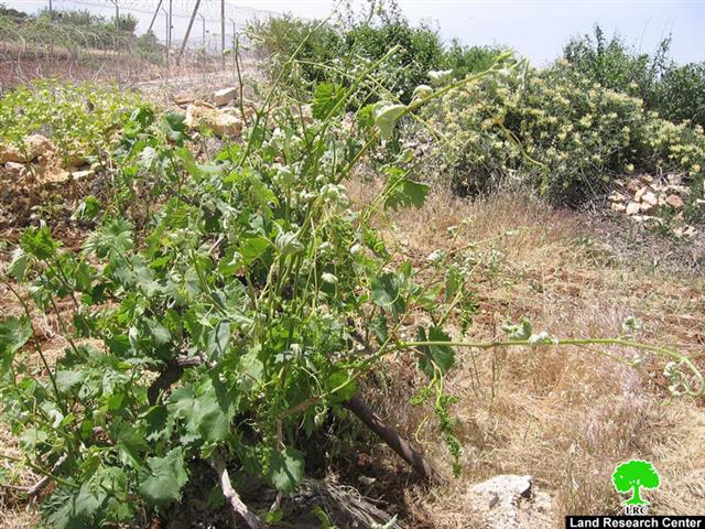 مستعمرون يرشون كرم عنب بالمواد السامة في بيت امر